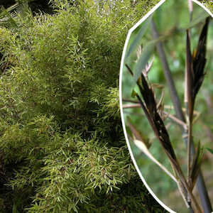 FARGESIA nitida 'Black Pearl'