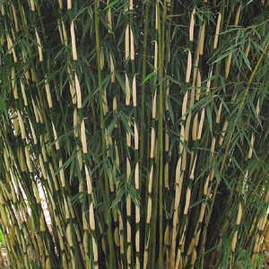 FARGESIA robusta 'Pingwu'