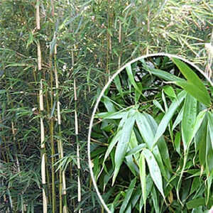 FARGESIA robusta 'Wolong'