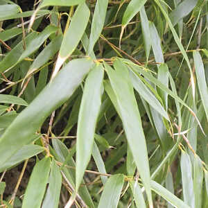 FARGESIA rufa