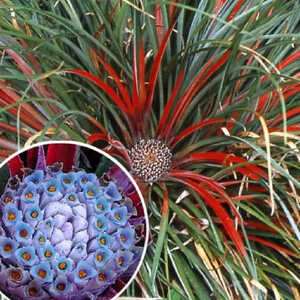 FASCICULARIA bicolor