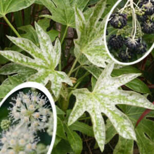 FATSIA japonica 'Spider's Web'