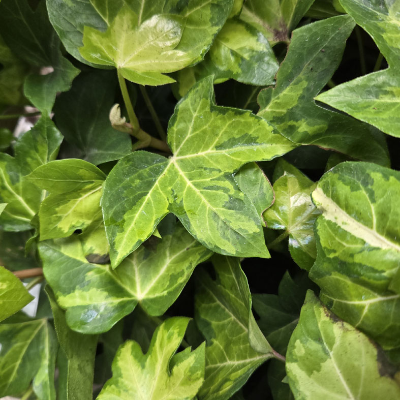 FATSHEDERA lizei 'Annemieke'