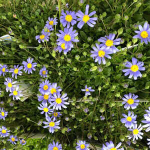 FELICIA amelloides