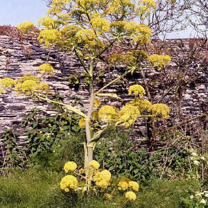 FERULA communis