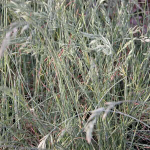 FESTUCA amethystina