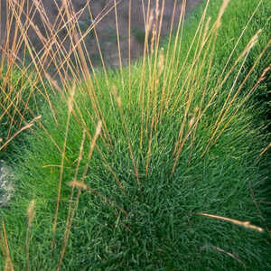 FESTUCA gautieri (scoparia)