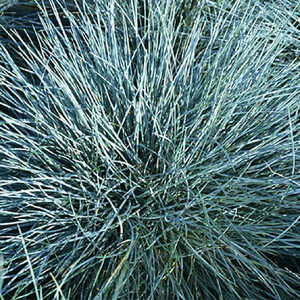 FESTUCA glauca 'Azurit'