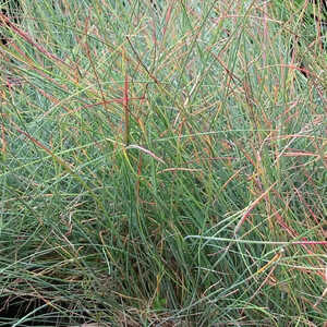 FESTUCA glauca 'Uchte'