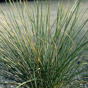 FESTUCA mairei