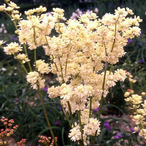 FILIPENDULA vulgaris 'Mutiplex'