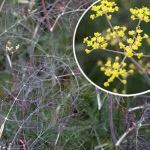 FOENICULUM vulgare 'Purpureum'