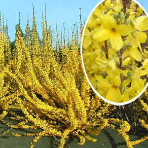 FORSYTHIA x intermedia 'WEEK END'® (= 'Courtalyn')