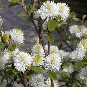 FOTHERGILLA major