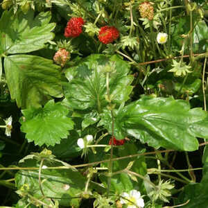 FRAGARIA vesca var. monophylla