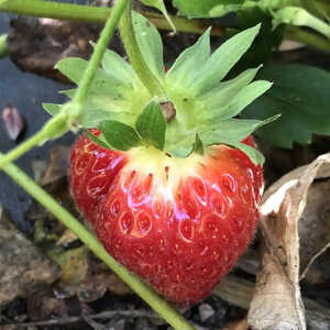 FRAISIER 'Cirafine'