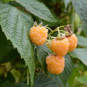 Framboisier 'Fallgold' (RUBUS...)