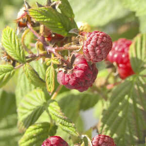 Framboisier 'September' (RUBUS...)