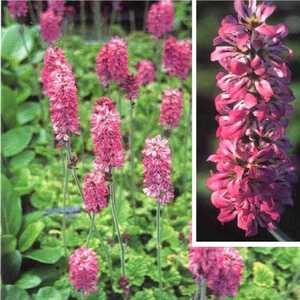 FRANCOA sonchifolia 'Rodgerson's Form'