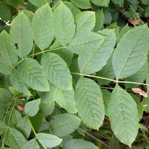 FRAXINUS excelsior