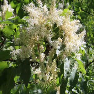 FRAXINUS ornus 'Obelisk'