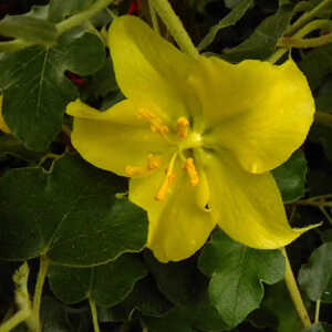 FREMONTODENDRON californicum 'California Glory'