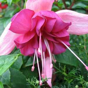 FUCHSIA 'Bella Rosella'