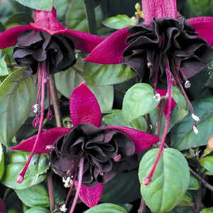 FUCHSIA 'Blacky'