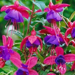 FUCHSIA