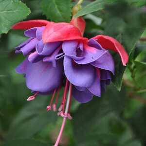 FUCHSIA 'Gillian Althea'