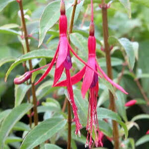 FUCHSIA hatschbachtii