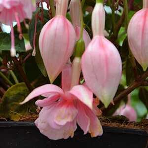 FUSCHIA 'Linda Goulding'
