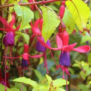 FUCHSIA magellanica 'Aurea'