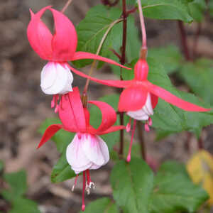 FUCHSIA 'Madame Cornelissen'