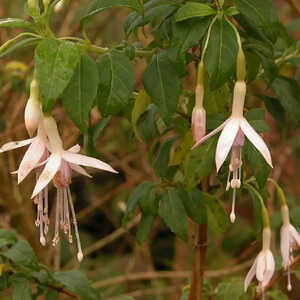 FUCHSIA magellanica var. molinae