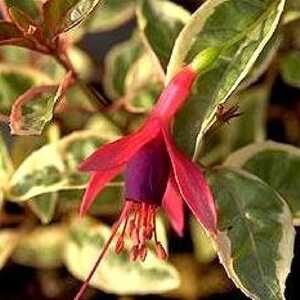 FUCHSIA magellanica 'Variegata'