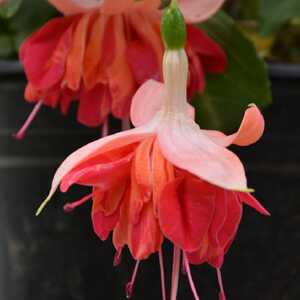 FUCHSIA 'Orange King'