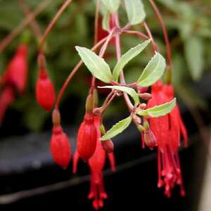 FUCHSIA 'Pumila'