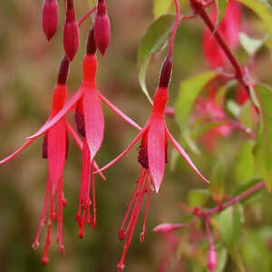 FUCHSIA 'Riccartonii'