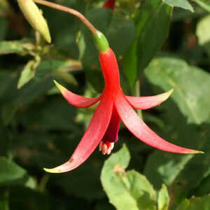 FUCHSIA 'Source du Loiret'