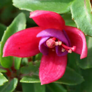 FUCHSIA 'Tom Thumb' ( 'Tom Pouce' )