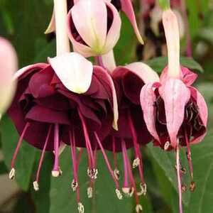 FUCHSIA 'Velvet Crush'