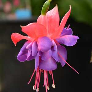 FUCHSIA 'Winston Churchill'