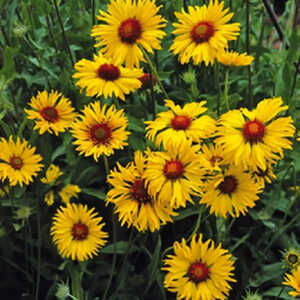 GAILLARDIA aristata 'Amber Wheels'