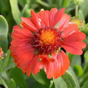 GAILLARDIA aristata Sunset Celebration ®