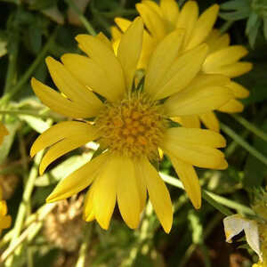 GAILLARDIA 'Aurea Pura' (G. 'Maxima Aurea')