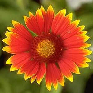 GAILLARDIA 'Dazzler'