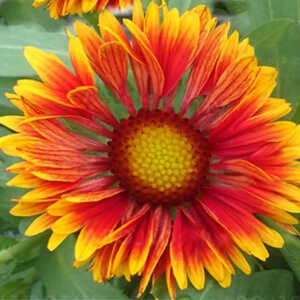 GAILLARDIA x grandiflora 'Spin Top Copper Sun'