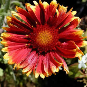 GAILLARDIA 'Kobold'