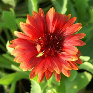 GAILLARDIA 'Red Sun'